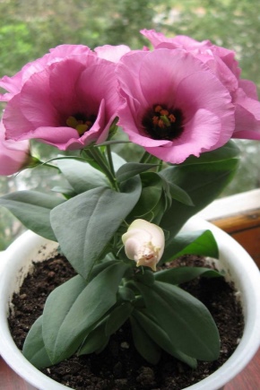 Rosnąca eustoma w domu