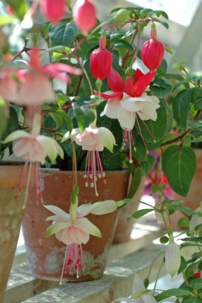 Reproduction de fuchsia par bouturage à domicile