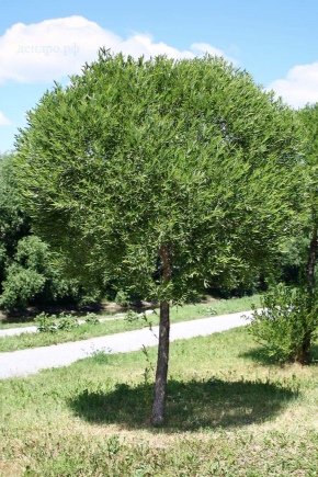 Cechy wierzby kulistej i jej uprawa