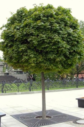 Uprawa klonu na pniu