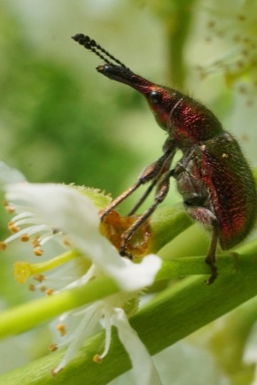 Comment lutter contre un charançon sur un fraisier pendant la floraison ?