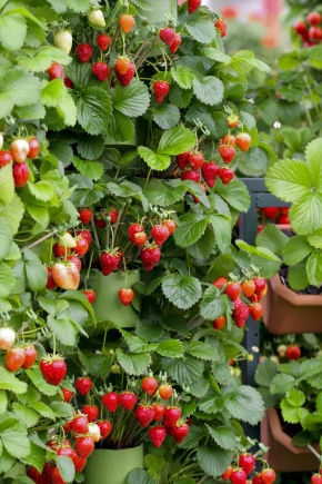 L'utilisation du permanganate de potassium pour les fraises