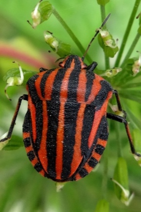 Tout sur les insectes forestiers