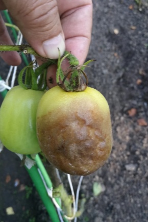 Zapobieganie zarazy na pomidorach