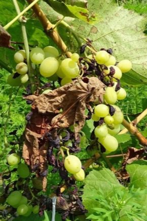 Pleśń i oidium na winogronach: przyczyny i środki kontroli