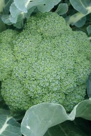 Wszystko o brokułach Green Magic F1