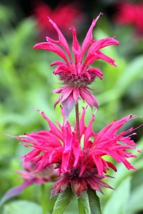 Odmiany hybrydowe Monarda