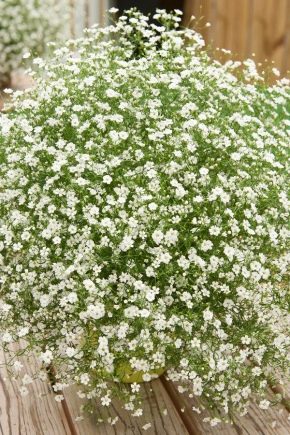 Types et variétés de gypsophile