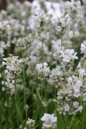 Tout sur la lavande blanche