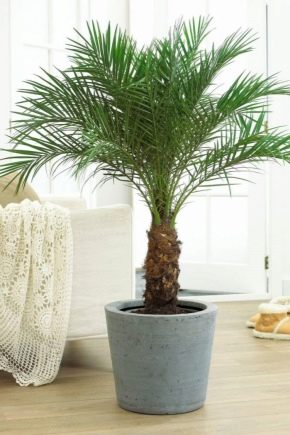 Odmiany palm daktylowych i ich pielęgnacja