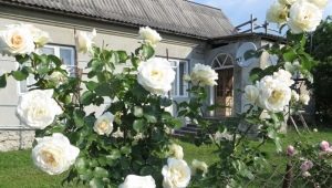 Białe róże pnące: odmiany i ich uprawa