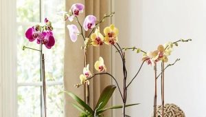 Czym są doniczki do orchidei i jak wybrać najlepszą?