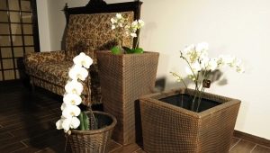 Pots en rotin: caractéristiques, types et conseils pour choisir