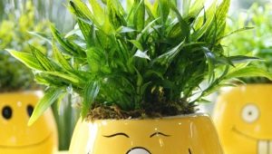 Ceramiczna donica do kwiatów: cechy, rodzaje i design