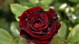 Róże Polyanthus: odmiany, wskazówki dotyczące wyboru i pielęgnacji