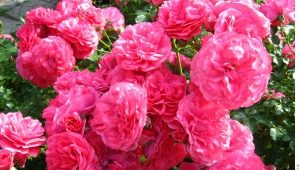 Rose Rosarium Utersen: cechy, sadzenie i pielęgnacja