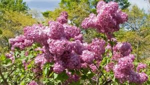 Hiacynt liliowy: cechy, odmiany i uprawa