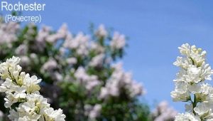 Lilac Rochester: cechy, opis i uprawa