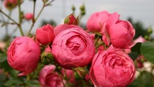 Odmiany i uprawa róż floribunda