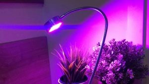 Lampy LED do roślin: odmiany i wskazówki dotyczące wyboru