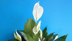 Wybór doniczki na spathiphyllum