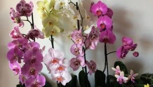Czym różni się orchidea od phalaenopsis?