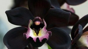 Czarna orchidea: opis, rodzaje i uprawa