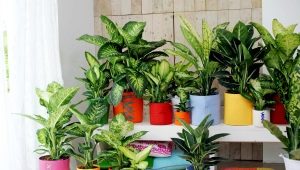 Dieffenbachia: rodzaje i zasady uprawy
