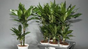 Dracaena Janet Craig: opis i opieka