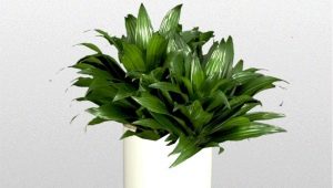 Dracaena compact: opis i pielęgnacja