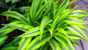 Dracaena: cechy i pochodzenie, sadzenie i pielęgnacja