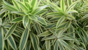 Dracaena nieugięta: cechy i pielęgnacja