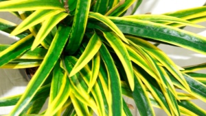 Dracaena Sander: cechy i subtelności opieki