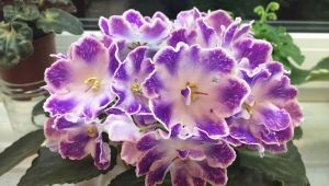 Violet DS-Raisin: cechy odmiany i uprawy