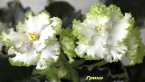 Violet Grina: opis i uprawa odmiany