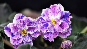 Violet LE-Rozmaryn: opis i uprawa odmiany