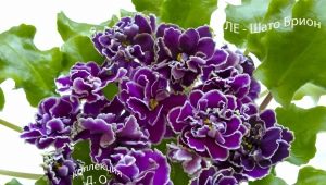 Violet LE-Chateau Brion: charakterystyka i zasady opieki