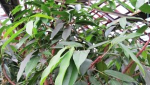 Ficus binnendijka: funkcje i wskazówki dotyczące pielęgnacji