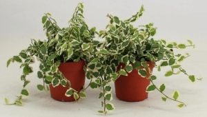 Ficus pumila: opis i zasady opieki