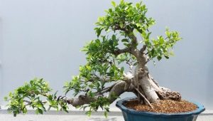 Ficus Retuza: opis i opieka