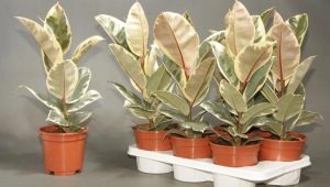 Ficus tineke: cechy i pielęgnacja