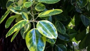 Ficus robusta: cechy, wskazówki dotyczące wyboru i pielęgnacji