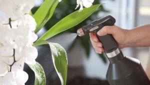 Jak podlać orchideę?
