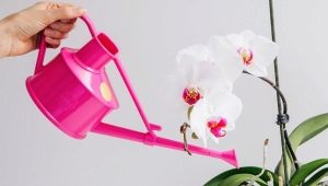 Jak podlewać orchideę Phalaenopsis?