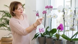 Jak ożywić orchideę?