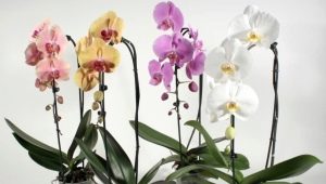 Jak uratować orchideę, jeśli korzenie są suche, a liście żółkną?