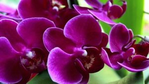 Orchidée Phalaenopsis: caractéristiques et soins à domicile