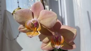 Orchidea Legato: opis i pielęgnacja