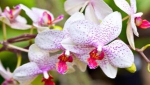 Orchidea: odmiany, wskazówki dotyczące wyboru i uprawy