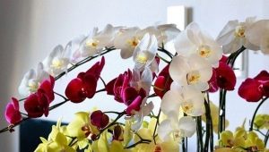 Wszystko o łodydze kwiatu orchidei
